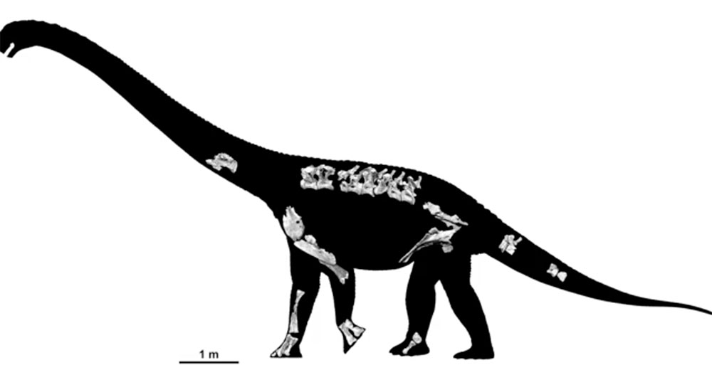 Savannasaurus-Elliottorum