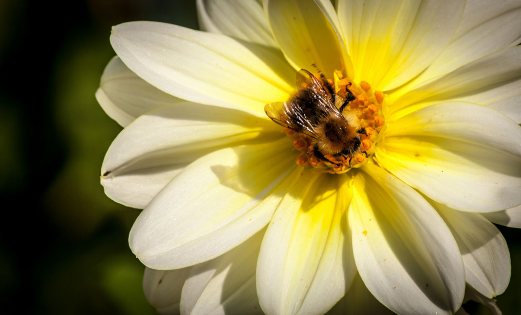 Une abeille qui butine