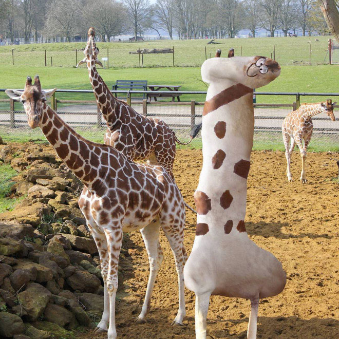 girafe-2