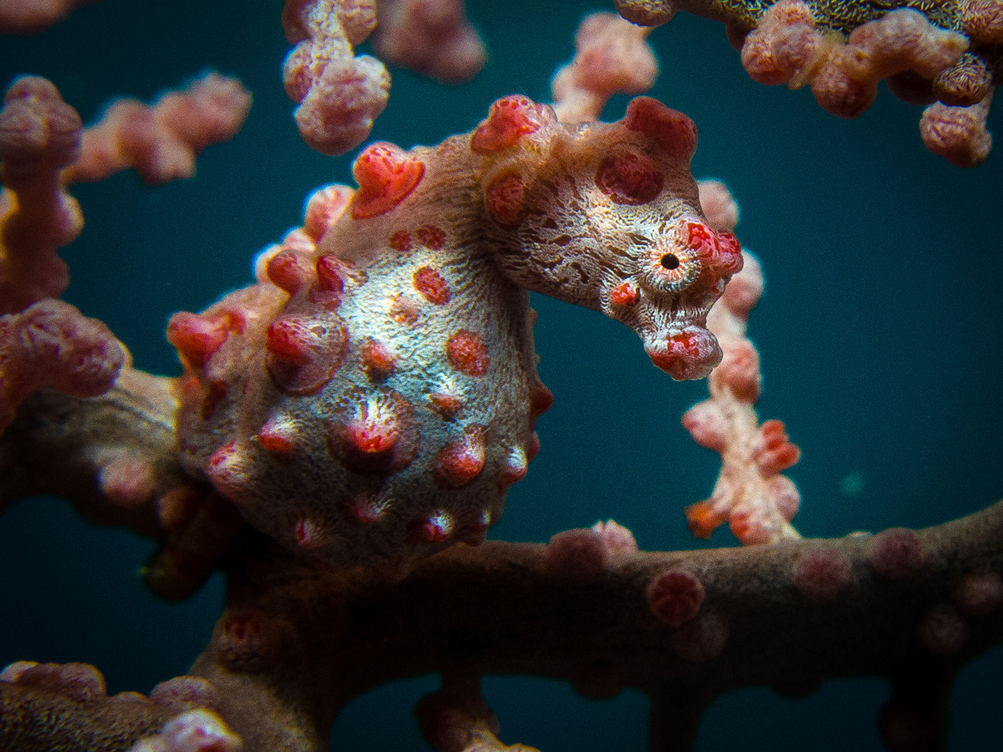 Un hippocampe pygmée via Shutterstock