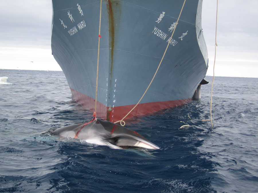 sea-shepard-chasse-baleine
