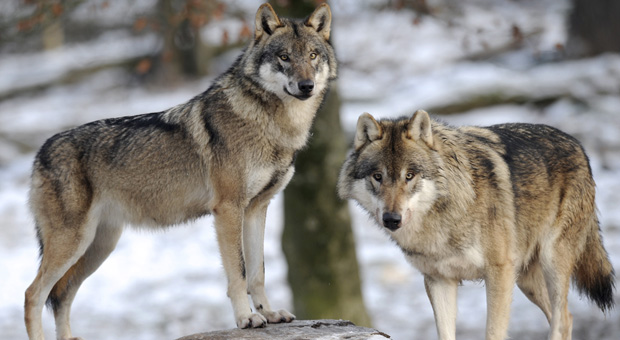 European grey wolves are pictured in the animal park of Sainte-Croix, on December 12, 2012, in Rhodes, eastern France, AFP PHOTO / JEAN-CHRISTOPHE VERHAEGEN