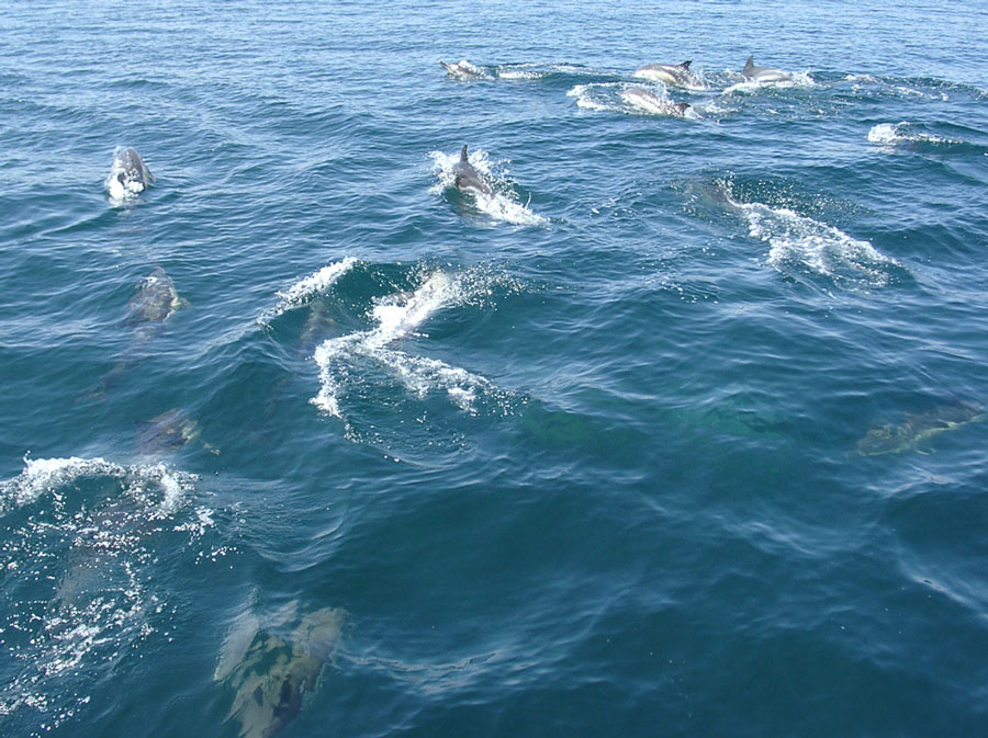 dauphins-groupe