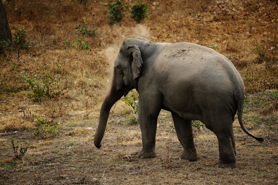 elephant-sans-ivoire
