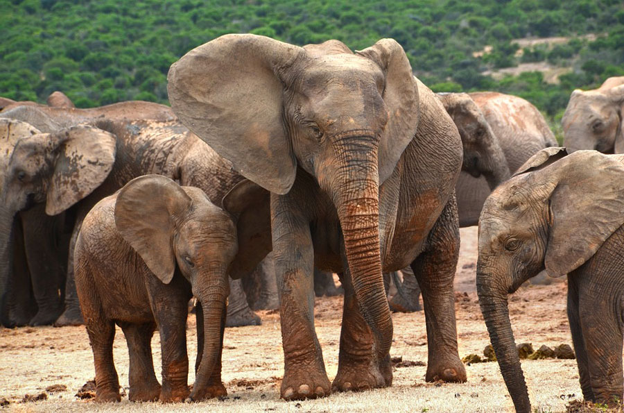 elephants-troupeau-sans-defenses