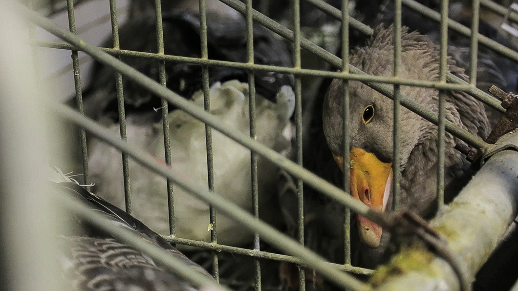 © L214 - Des canards élevés dans des cages pour leur foie gras