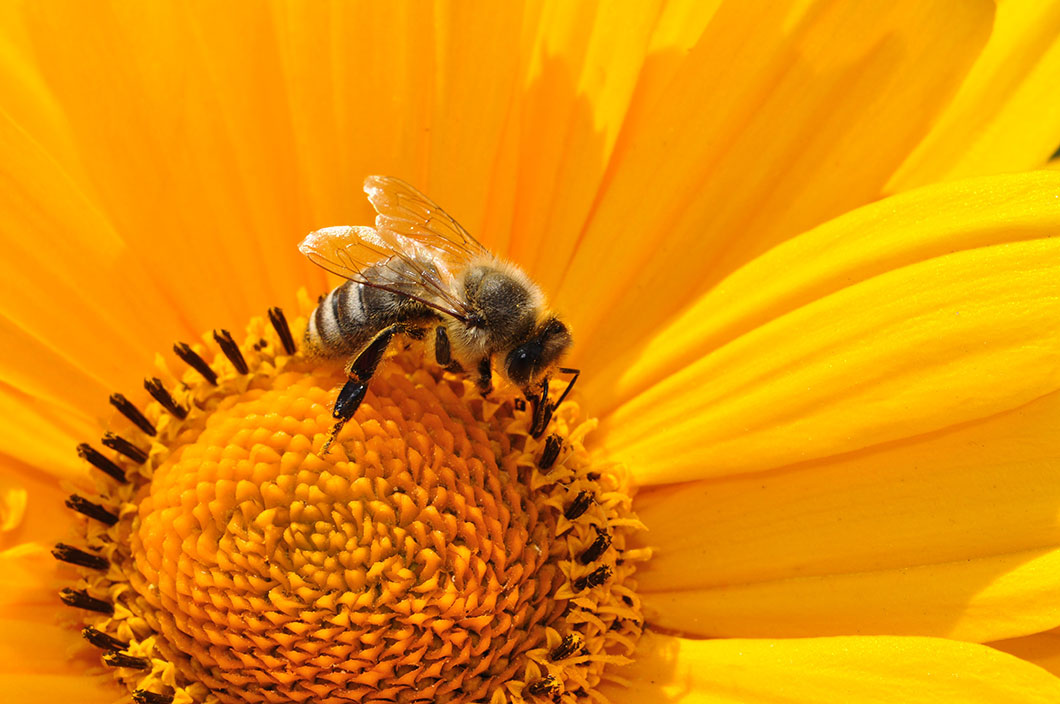 Les abeilles sont indispensables à la reproduction des espèces végétales