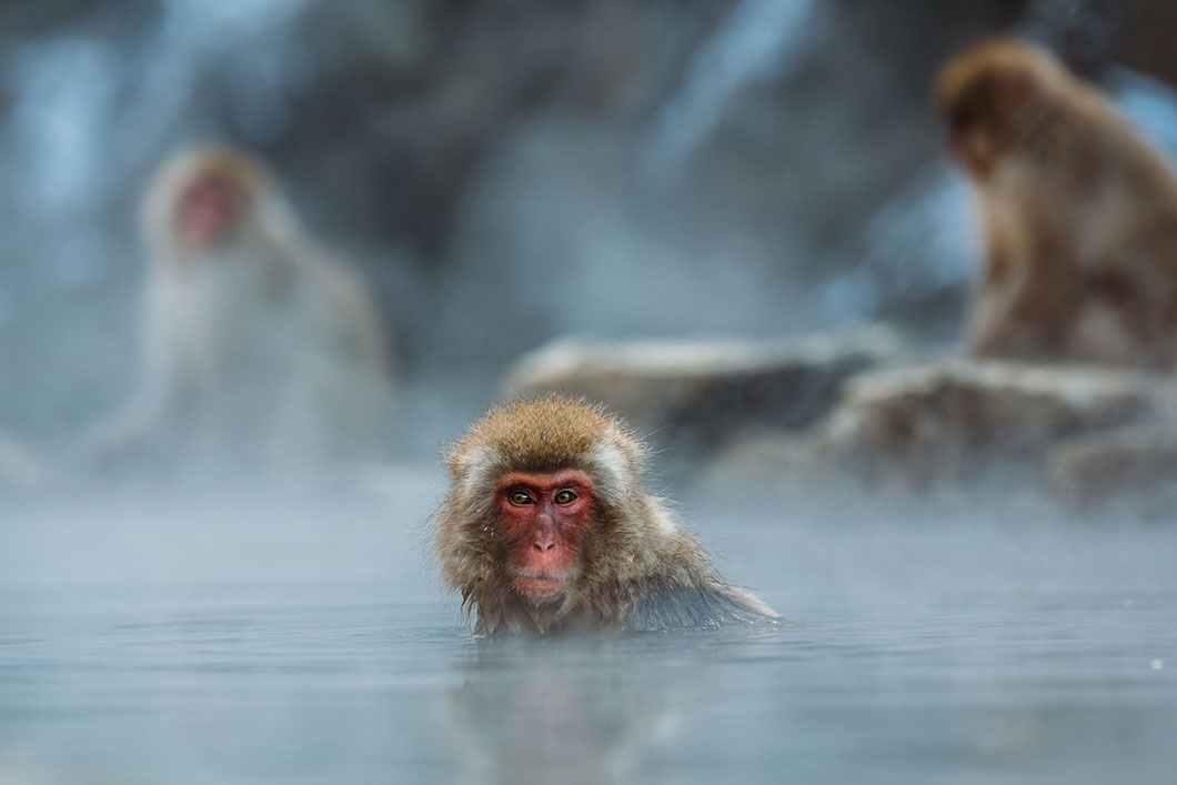 macaque-japonais
