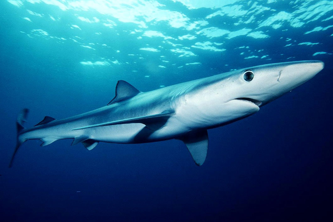 Plus de 50% des requins et des raies sont en voie d’extinction dans les eaux méditerranéennes