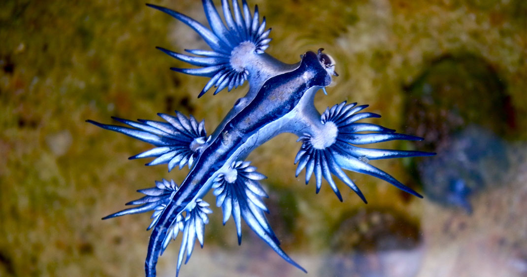 dragon-bleu-des-mers
