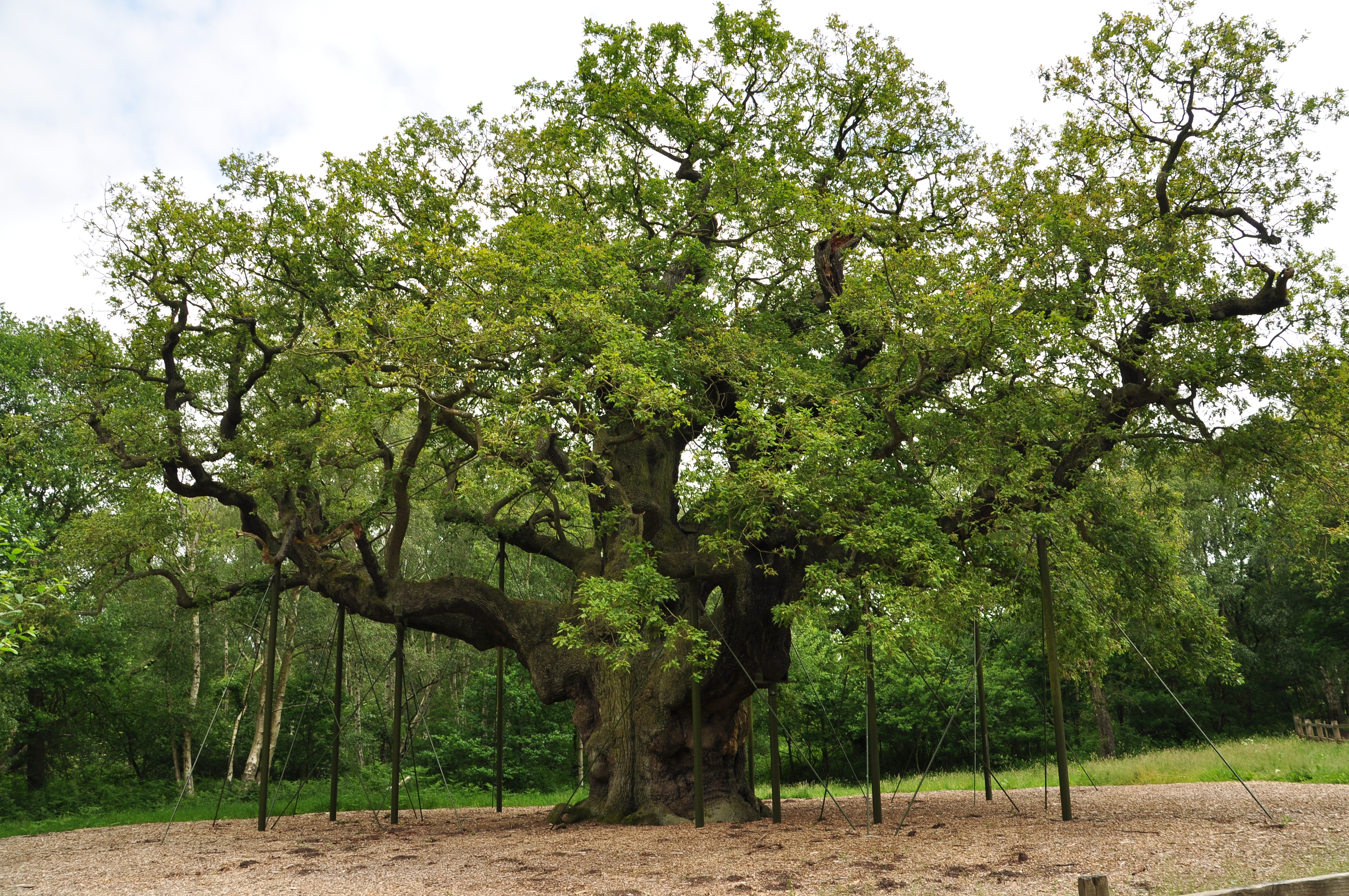 The "Major Oak" un chêne de plus de 1000 ans d'âge, emblème de la forêt de Sherwood, sous lequel se réfugiait Robin des Bois