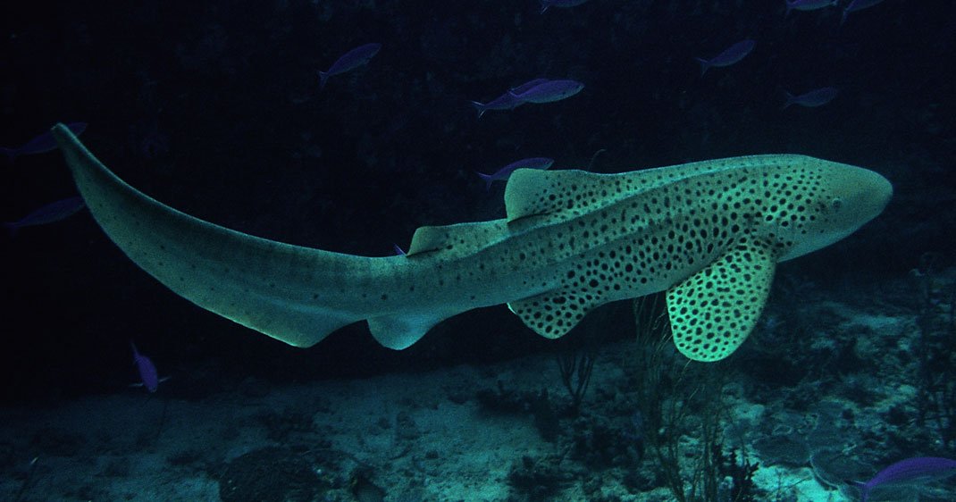 Voici Comment Ce Requin Femelle A Reussi A Se Reproduire Sans Aucun Male