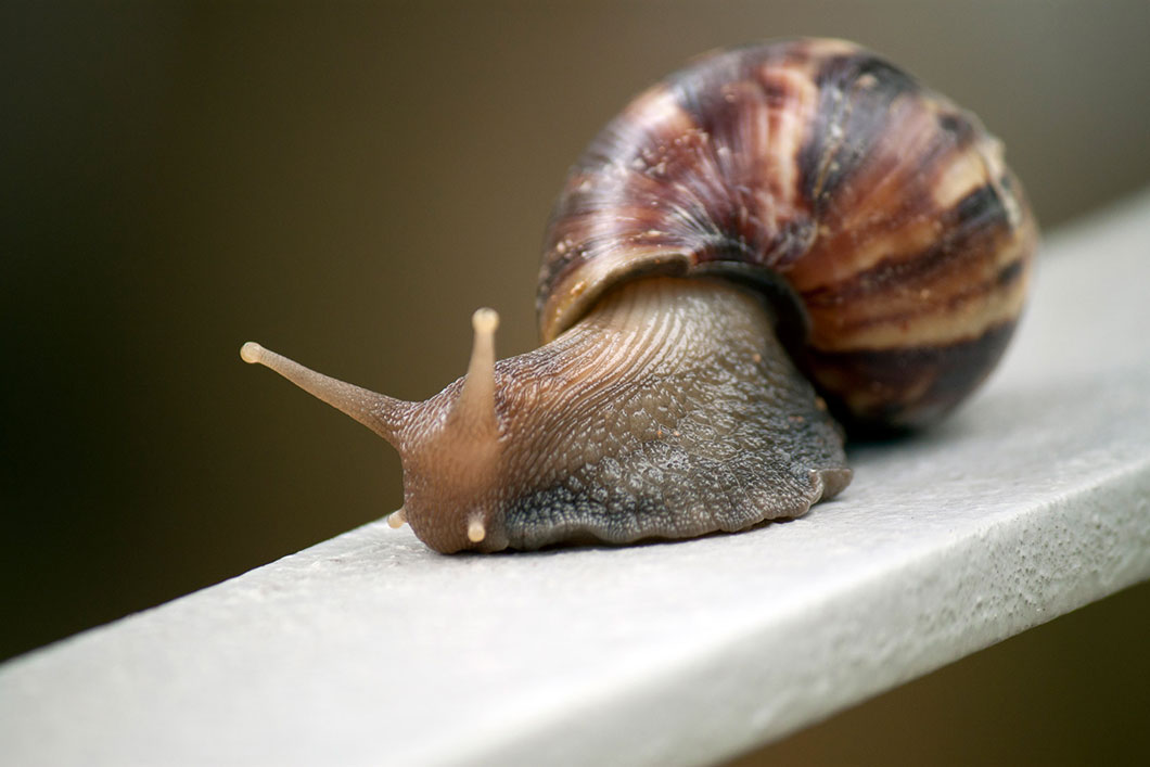 11 faits fascinants sur les escargots Escargot-geant