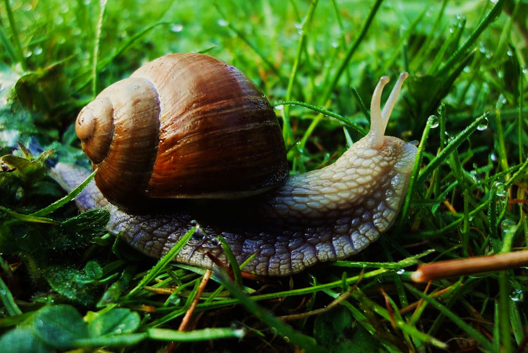 5 faits insolites sur les escargots - Depuis mon hamac