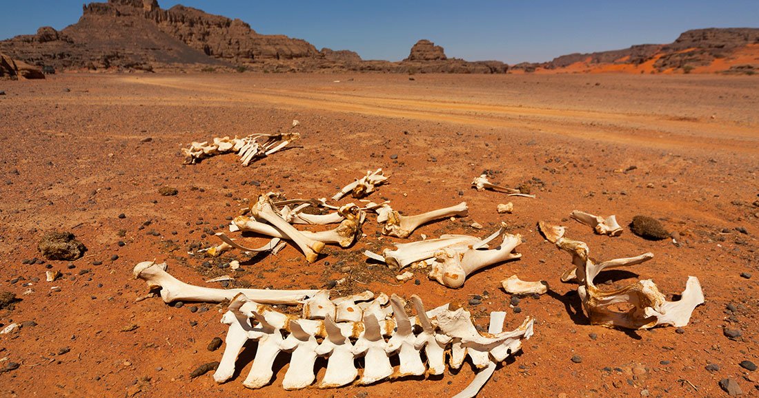 Скелеты сахары. Пустыня Гоби раскопки динозавров. Скелеты животных в пустыне. Кости динозавров пустыня.