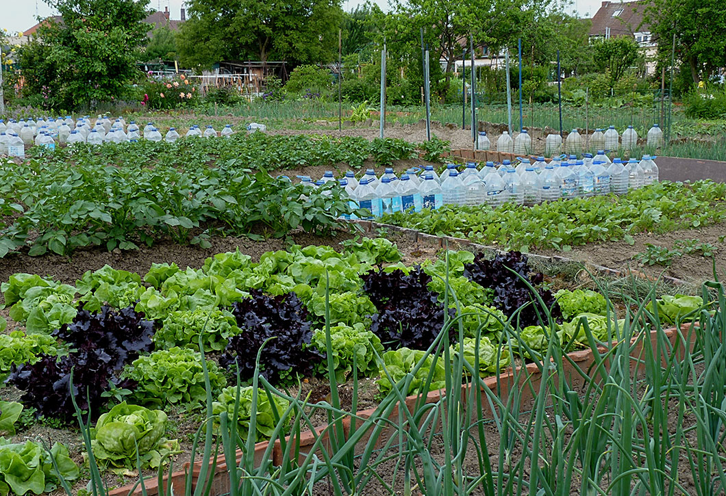 Jardin : cultiver des fruits et légumes chez soi - Châtelaine