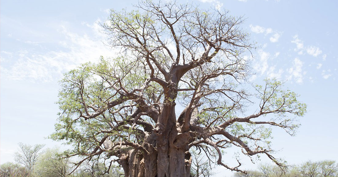 Le plus grand arbre  d  Afrique  a t  d couvert en Tanzanie 