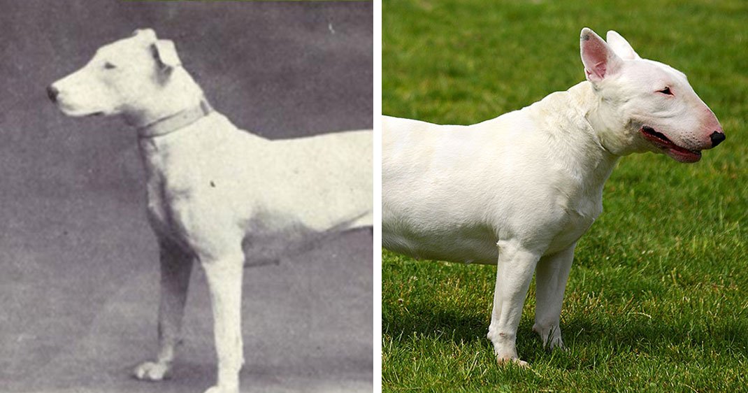 8 Races De Chiens Indignement Transformées Par Lhomme Au