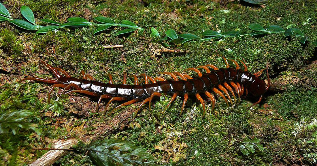 Ce mille-pattes gigantesque et ultra puissant tue des proies qui font ...