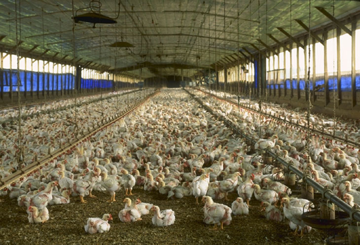 L’industrie alimentaire européenne est en train de tuer la deuxième plus grande forêt du monde Florida_chicken_house