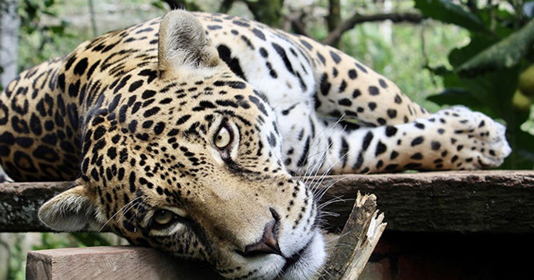 En Bolivie, les canines de jaguars font saliver les Chinois