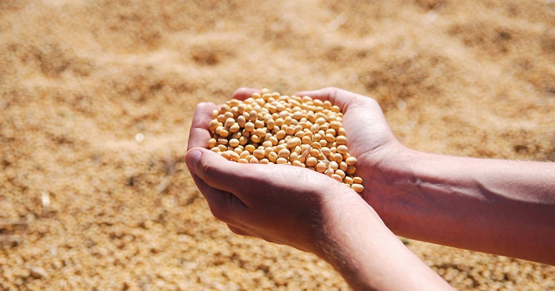 Fin du monopole de Monsanto ! Les agriculteurs bio pourront bientôt vendre leurs propres graines Une-graines-main