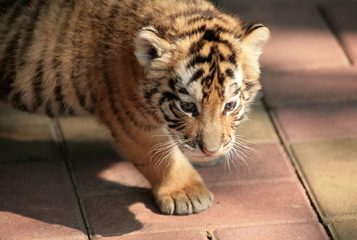 Affligeant Il Y A Plus De Tigres Domestiques Aux Etats Unis Que De Tigres Sauvages Dans Le Monde