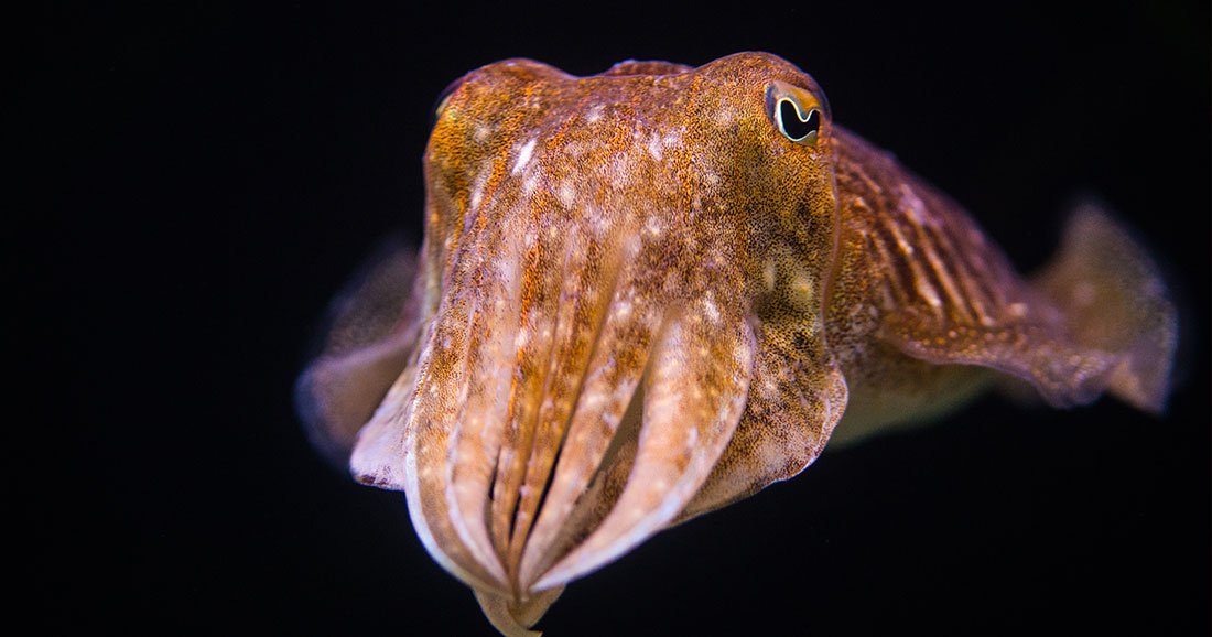 une quiz cephalopode1
