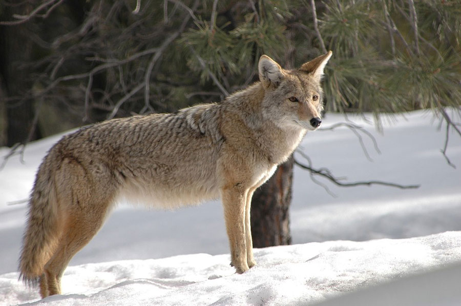 Le loup rouge est au bord de l'extinction pour la deuxième fois