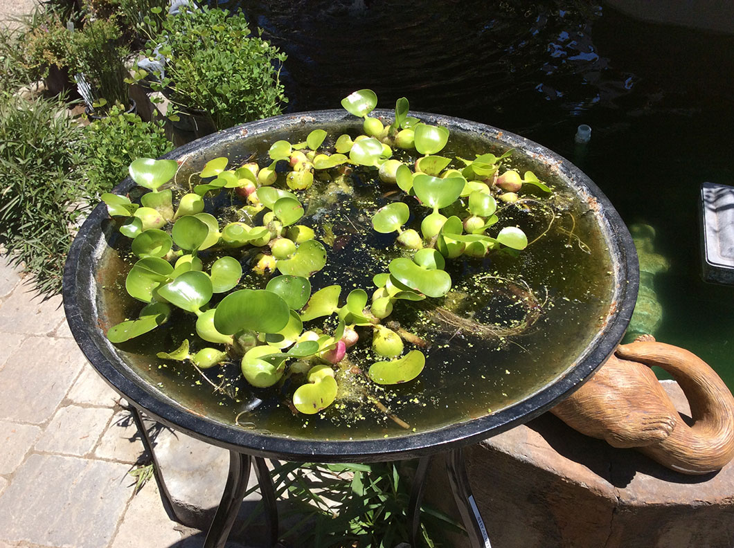 La jacinthe d'eau, la plante qui peut grandir jusqu'à 5 mètres par jour
