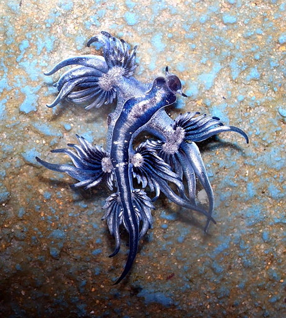 Dragon Bleu Des Mers Prix