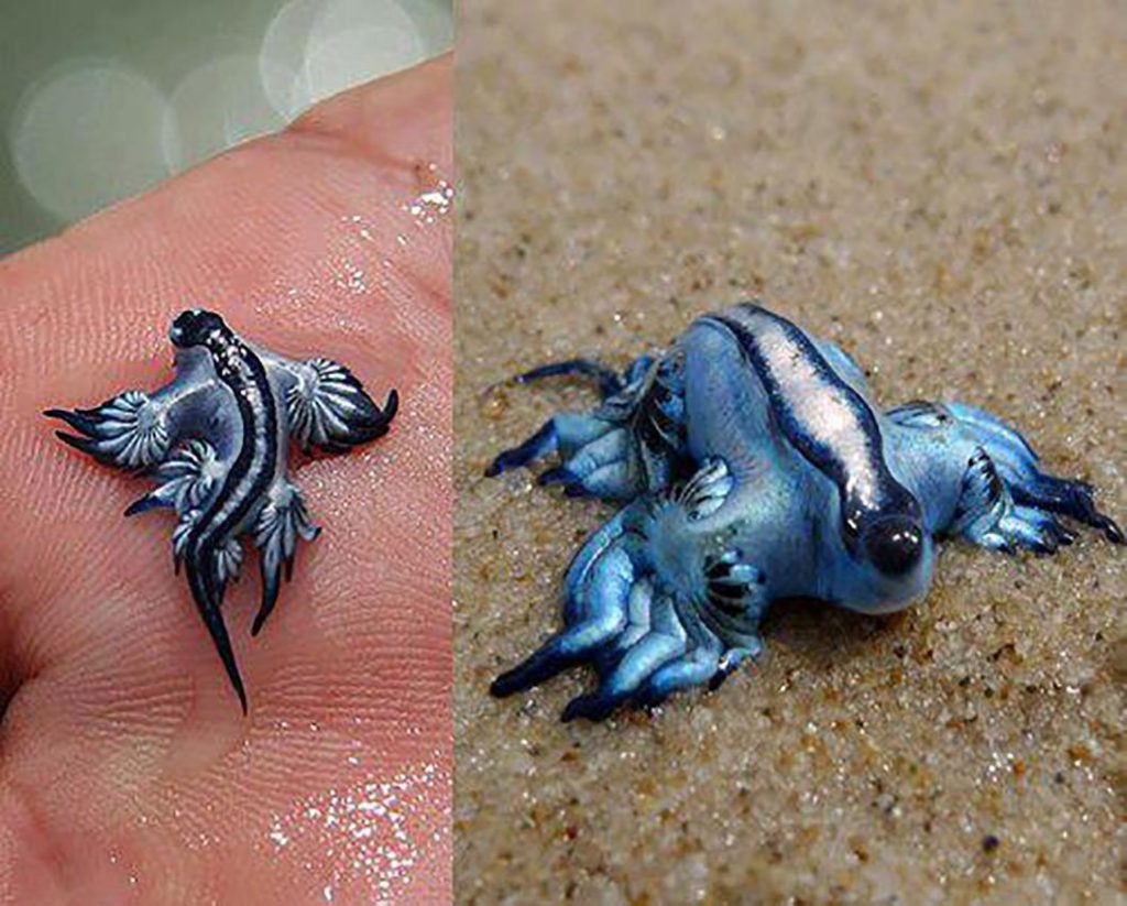 Découvrez le dragon bleu des mers Dragon-main-1024x823
