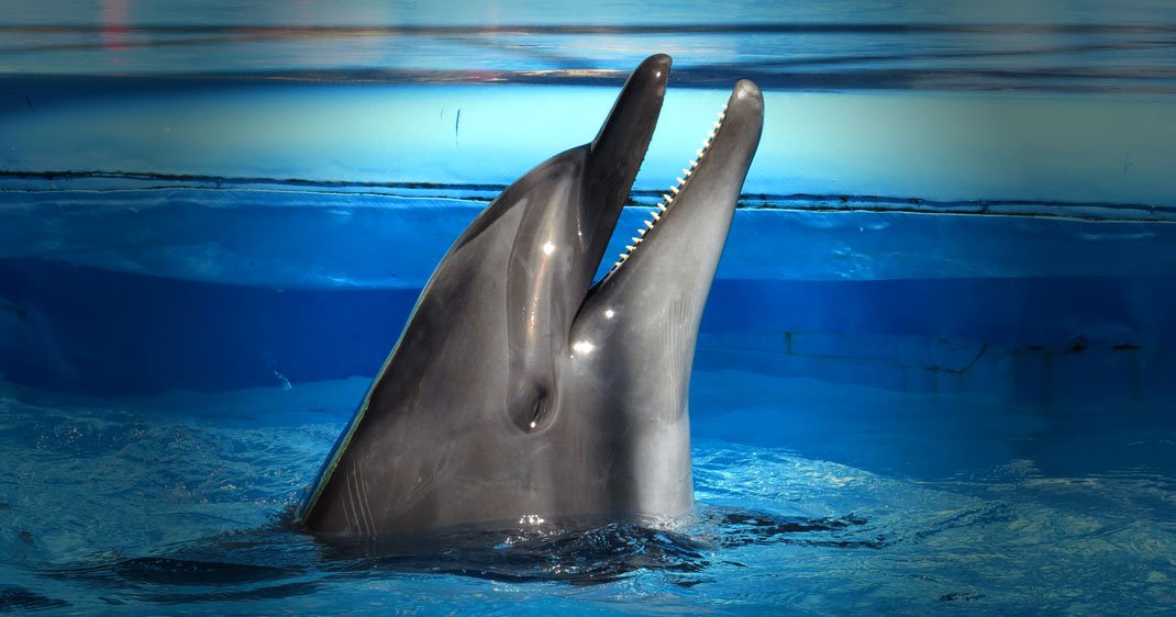 Les dauphins sont tellement humains qu'ils ont les mêmes techniques de  drague que nous