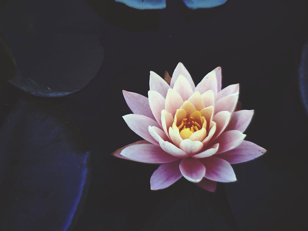 lotus-1.jpg