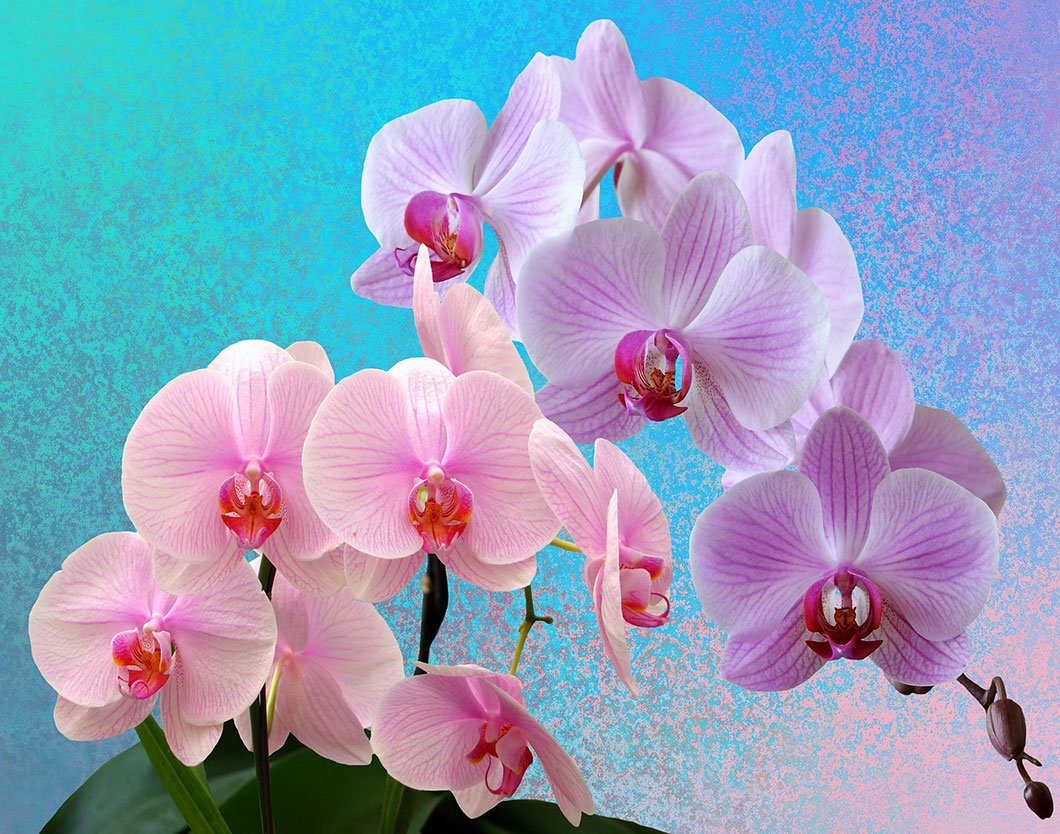 orchidées