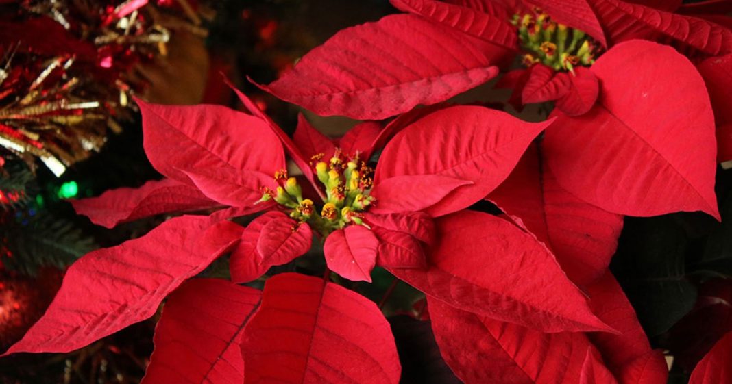 Le Poinsettia, cette superbe plante rouge qui symbolise toute la magie