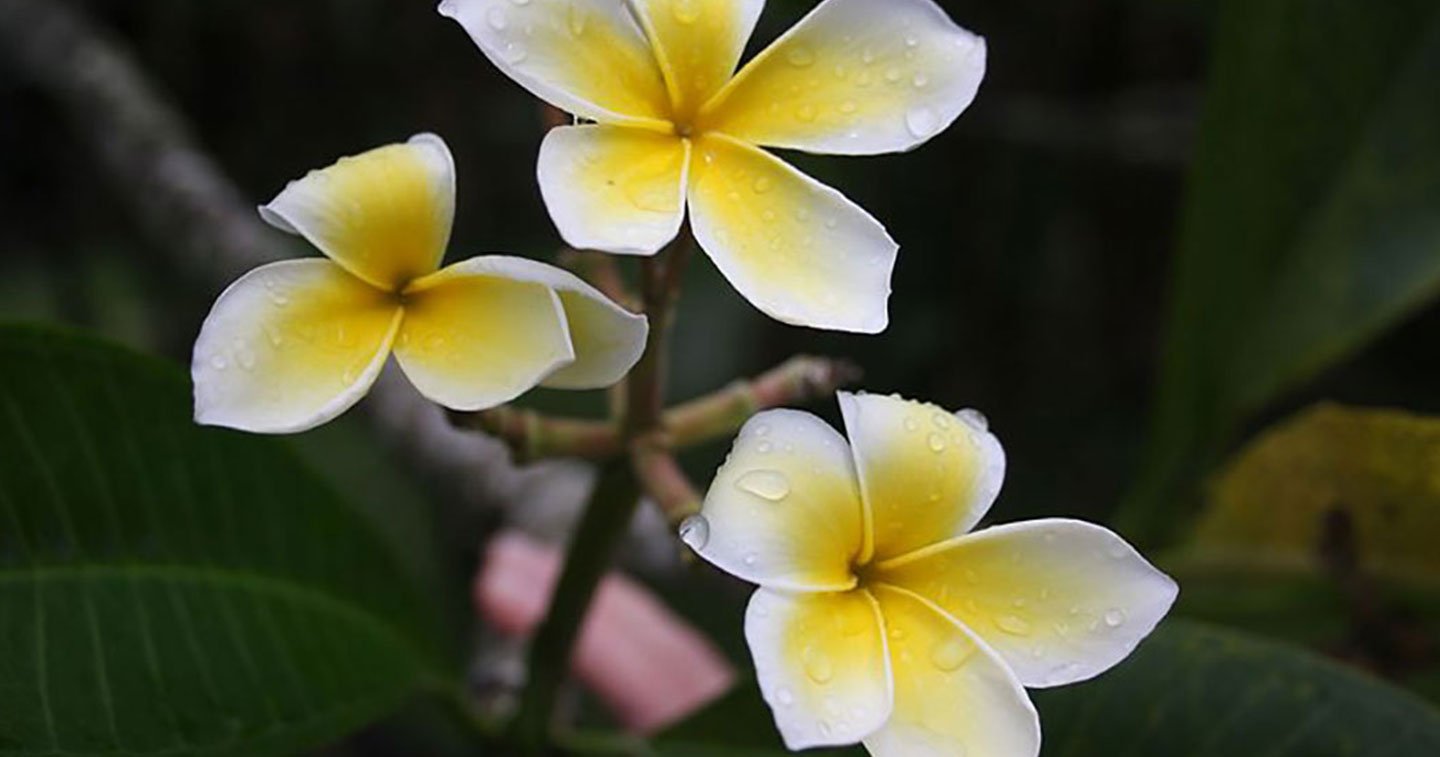 La fleur de tiaré, une plante emblématique qui renferme de nombreuses  légendes