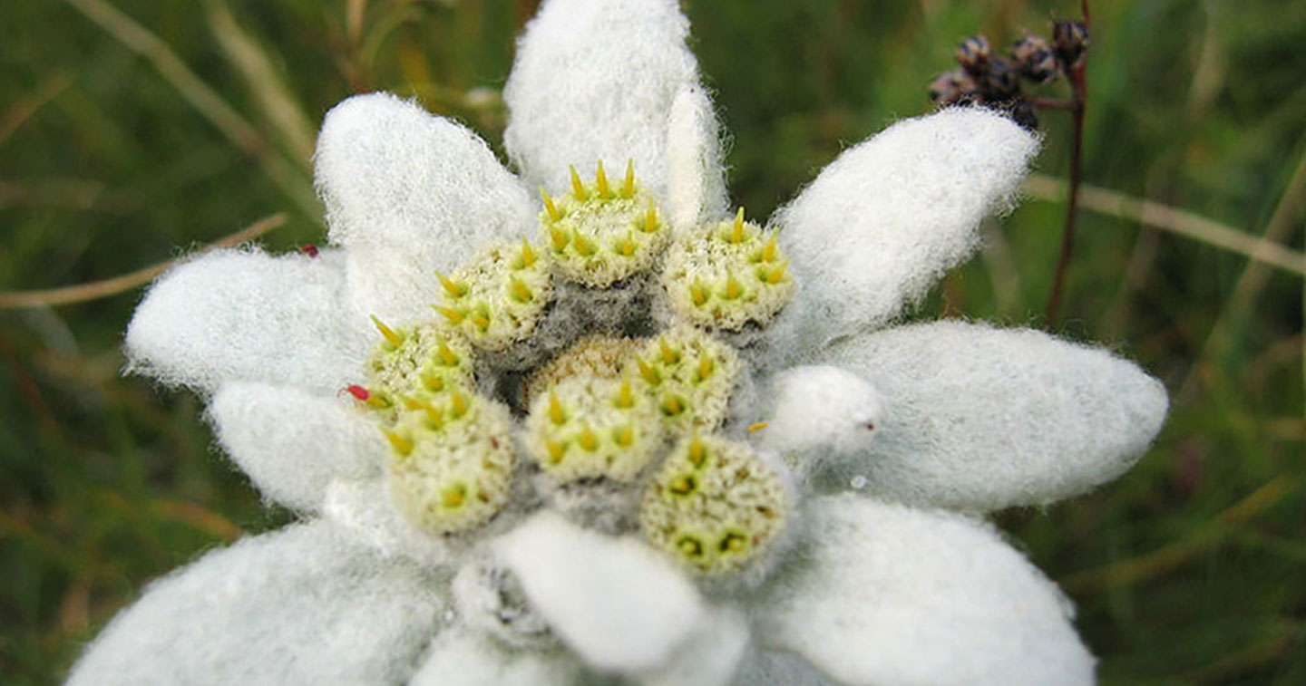 L'edelweiss, cette fleur poilue fascinante que vous pouvez trouver dans les  Alpes
