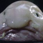 blobfish
