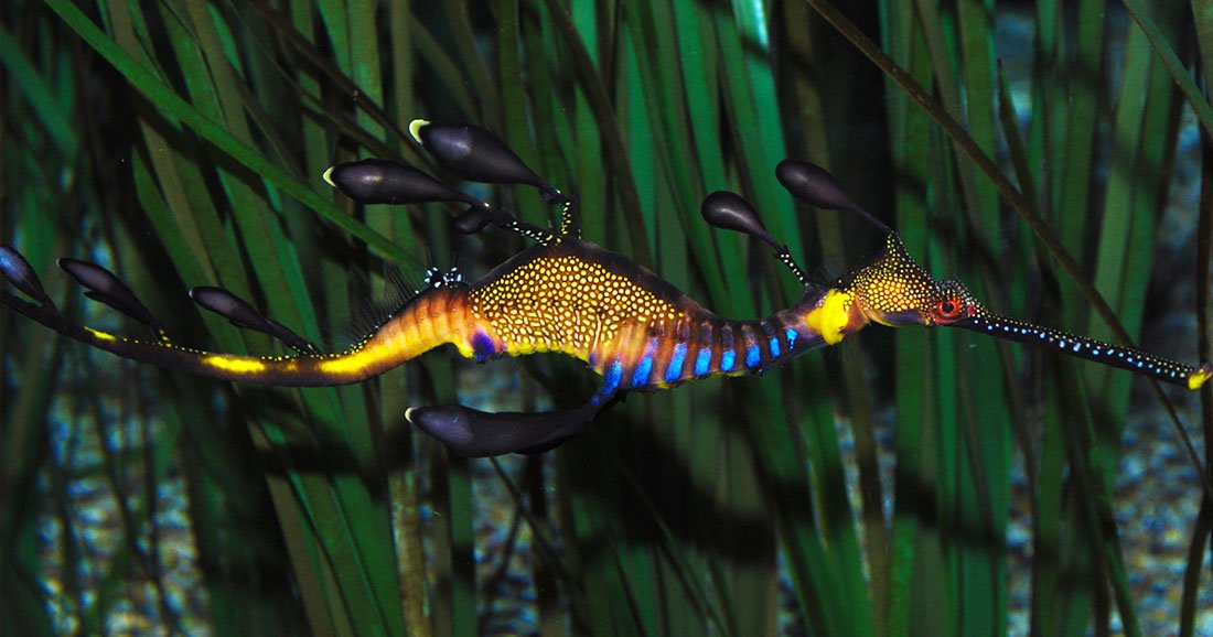 Rencontrez le dragon des mers, ce roi du camouflage à la beauté