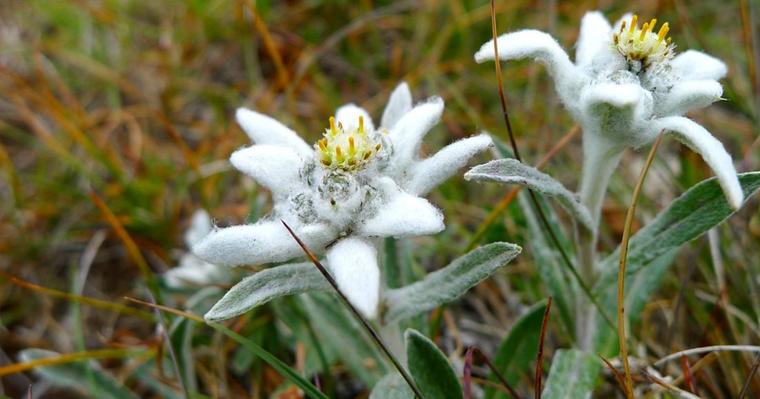 L'edelweiss, cette fleur poilue fascinante que vous pouvez trouver dans les  Alpes