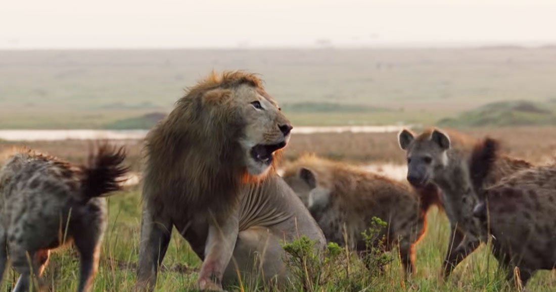 Sur le point de succomber à un groupe de hyènes, ce lion est sauvé ...