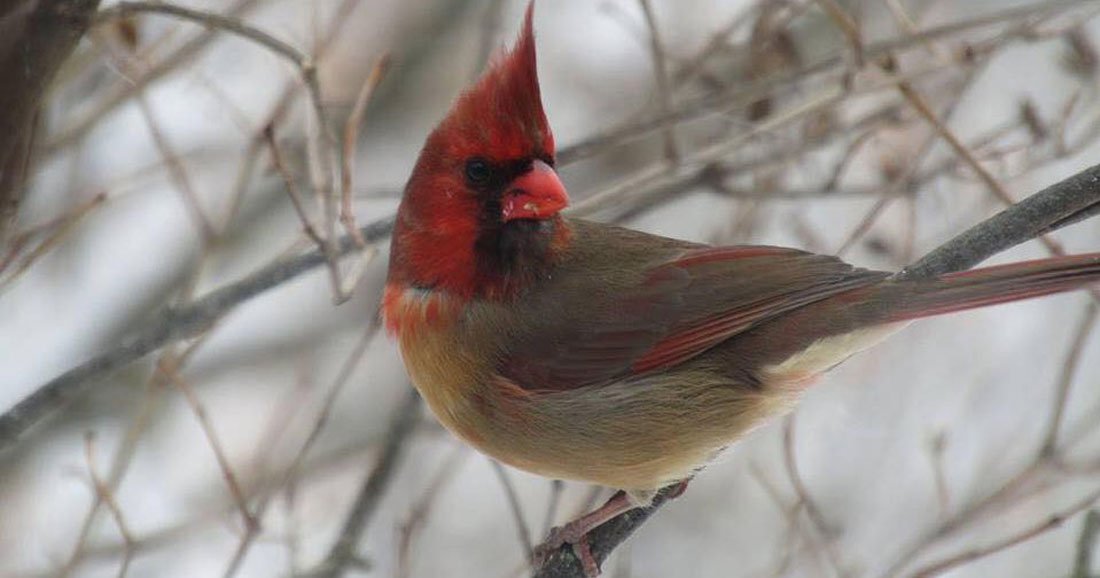 Moitié Mâle Moitié Femelle Cet étonnant Oiseau Vient D