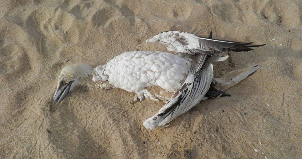 oiseau mort