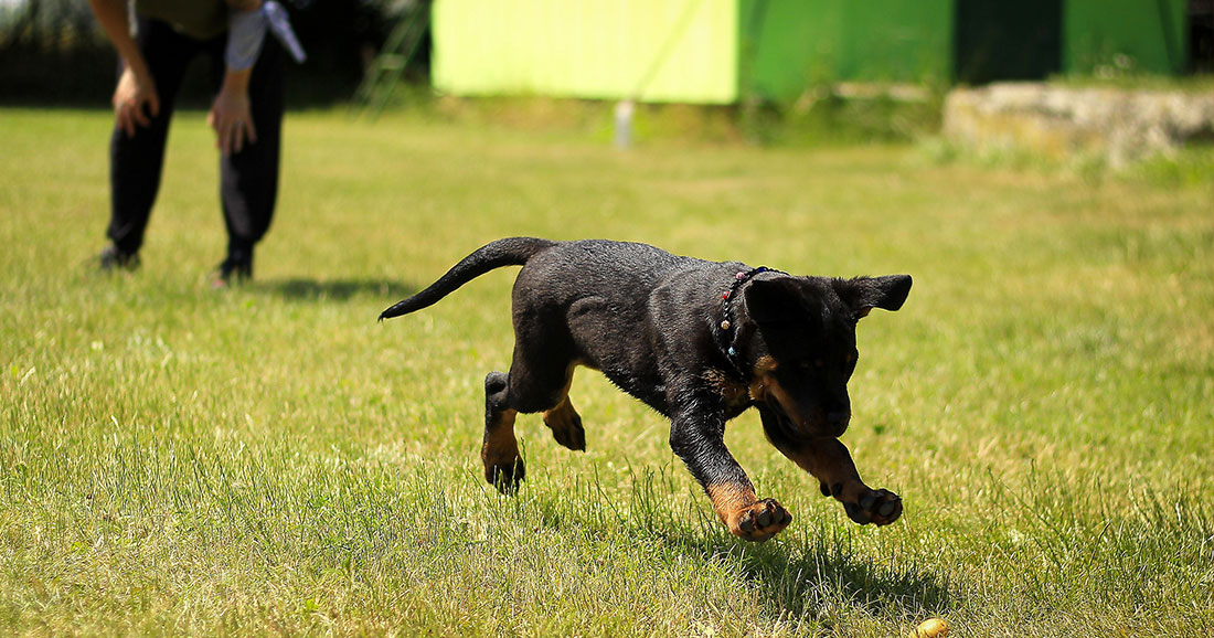 La Saison Des Tiques Arrive Voici Comment Protéger Votre Chien