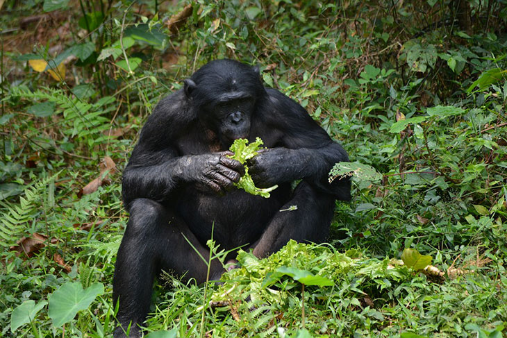 bonobo 1