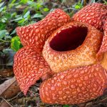 rafflesia