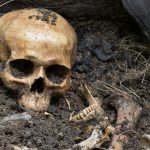 Crâne d'un squelette