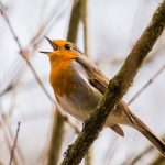 Un oiseau qui chante sur une branche d'arbre