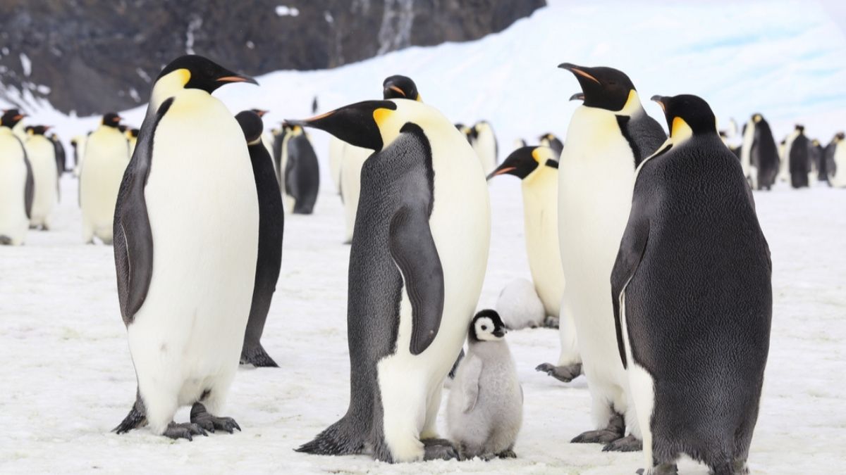 Pourquoi le pingouin disparaît de nos côtes ? - Curieux!